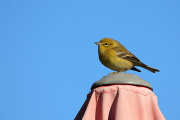 Yellow pine siskin birds perched atop a pink umbrella, against a blue sky. 