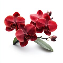 Obraz premium A vibrant arrangement of red orchids with green leaves, showcasing natural beauty.