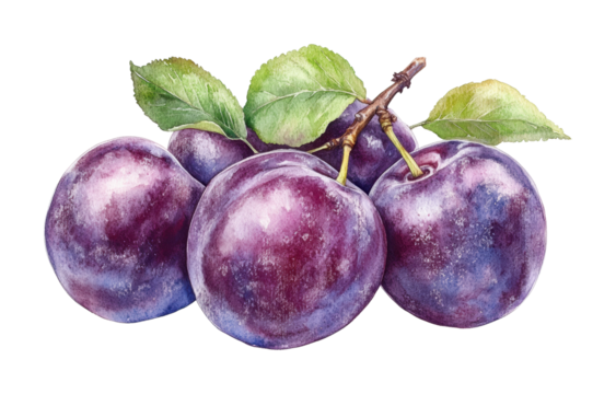 Ripe purple plums with green leaves, juicy fresh fruit illustration, natural watercolor painting, healthy food design, and sweet fruit element isolated on transparent background