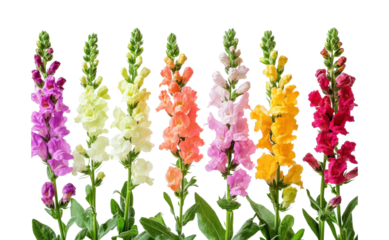 Colorful snapdragon flowers in pink, orange, yellow, and purple hues, tall stems and blooming blossoms, botanical garden elements isolated on transparent background