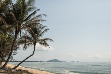 Coconut tree on a tropical island with beautiful beach. Nature background.