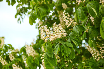 Close-up of the incredibly beautiful chestnut blossoms on young trees.