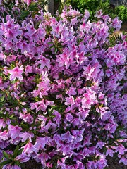 Fototapeta premium Pink flowers in the garden