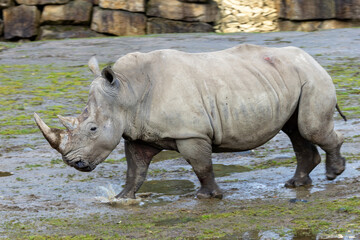 Southern White Rhino (Ceratotherium simum) - Found in Grasslands and Savannahs of Southern Africa