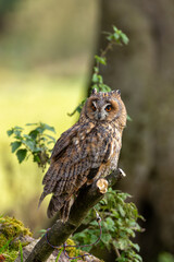 Long-eared Owl (Asio otus) - Found in Forests and Grasslands Across Europe, Asia, and North America