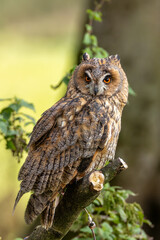 Long-eared Owl (Asio otus) - Found in Forests and Grasslands Across Europe, Asia, and North America