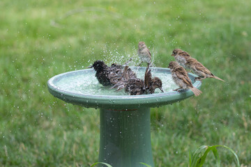 Starlings teach young finches how to bathe with fun