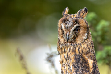 Long-eared Owl (Asio otus) - Found in Forests and Grasslands Across Europe, Asia, and North America