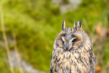 Long-eared Owl (Asio otus) - Found in Forests and Grasslands Across Europe, Asia, and North America