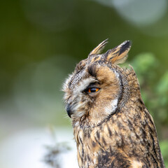Long-eared Owl (Asio otus) - Found in Forests and Grasslands Across Europe, Asia, and North America