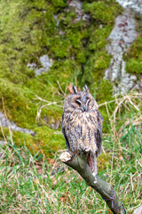 Long-eared Owl (Asio otus) - Found in Forests and Grasslands Across Europe, Asia, and North America