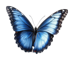 Obraz premium Vivid blue butterfly with detailed wings, natural beauty and intricate patterns, elegant insect for nature, wildlife, and artistic inspiration isolated on transparent background