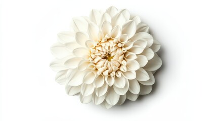Flower blooms gracefully in the gentle wind