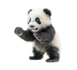 Adorable baby panda in a playful pose, cute black and white animal theme for wildlife, nature, and conservation designs isolated on transparent background