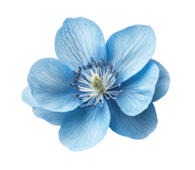 Delicate blue flower with soft petals, intricate veins, and vibrant hues, natural floral beauty, elegant botanical artwork isolated on transparent background