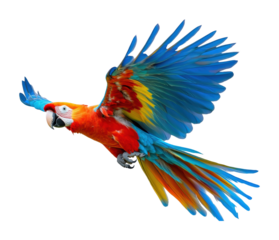 Flying colorful parrot with extended vibrant yellow and blue wings, tropical exotic bird symbolizing nature, beauty, and freedom, detailed feathers isolated on transparent background