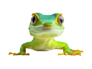 Obraz premium Closeup of green gecko lizard with vibrant scales, large detailed eyes, and unique reptile features, exotic wildlife animal portrait isolated on transparent background