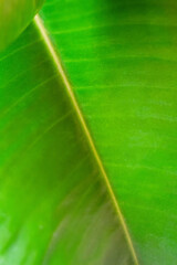 Green background of ficus leaves