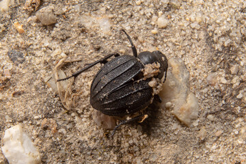 Black round beetle with a portion of sand on the back