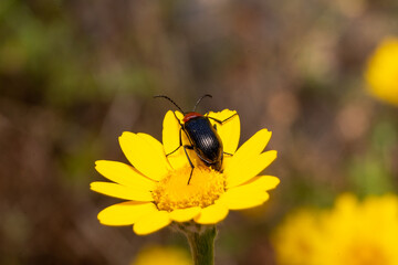Black insect of elongated shape beetle on top of yellow flower