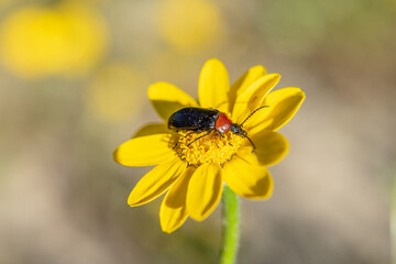 Black insect of elongated shape beetle on top of yellow flower