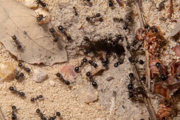 Hole in the sand of an anthill with several ants