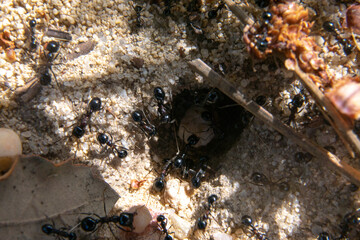Light-colored sand from an anthill with several ants