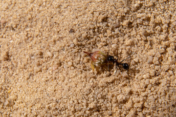 Hole in the sand of an anthill with several ants
