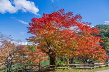 Obraz premium 青空バックに見るちょうど見ごろの紅葉の情景
