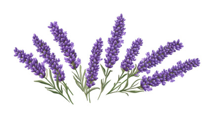 Lavender flowers showcasing vibrant purple hues and delicate green leaves. Isolated on transparent background, png.