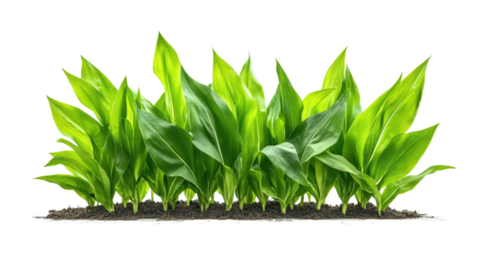 Corn plant leaves growing in an field under bright sunlight in a vibrant green color. Isolated on transparent background, png.