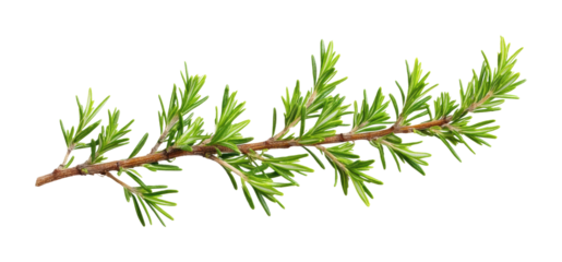 Fresh rosemary sprig perfect for culinary and aromatic use in cooking. Isolated on transparent background, png.