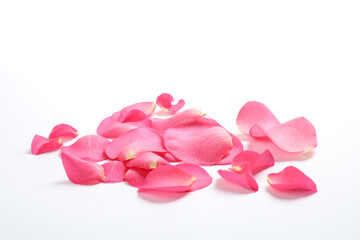 Fresh pink rose petals on white background