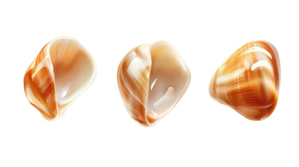 Seashells, transparent background