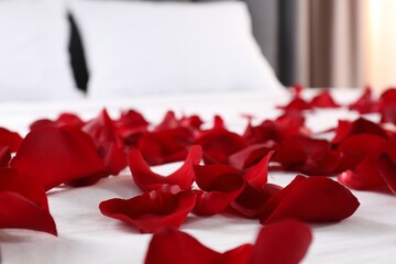 Honeymoon. Beautiful rose petals on bed, closeup