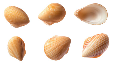 Seashells, transparent background