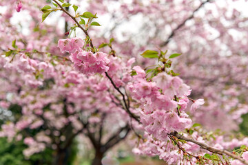 Branch of blossoming sakura