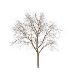 A Majestic Snow-Covered Tree in Winter Wonderland A Stunning View of Nature's Beauty