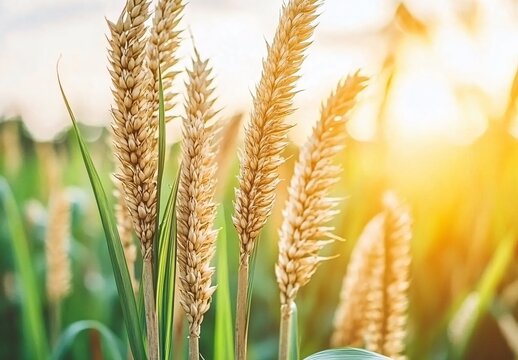Golden Wheat Field at Sunset: Closeup of Ripe Grain