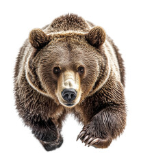 Fototapeta premium Brown grizzly bear in motion with fur details and sharp claws, powerful wild animal portrait in natural habitat isolated on transparent background