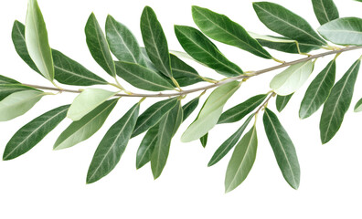 Realistic olive branch with green and grey tones, botanical art design, natural foliage element, Mediterranean concept isolated on transparent background