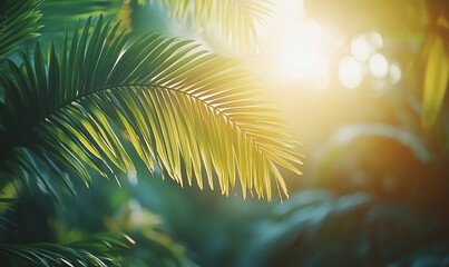 Sunlit palm frond in lush tropical foliage.