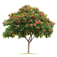Fototapeta premium A Lush, Fruit-Bearing Tree Abundantly Loaded with Vibrant Red and Orange Fruits Against a Black Background