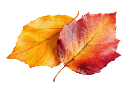 Close-up of two autumn leaves with red and yellow hues, natural vibrant seasonal foliage for fall decoration or design isolated on transparent background