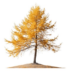 Fototapeta premium Golden Larch Tree in Autumnal Splendor A Majestic Single Tree Isolated Against a Black Background
