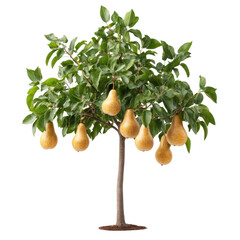 A Lush Pear Tree Abundantly Laden with Ripe Golden Pears Ready for Harvest on a Sunny Day