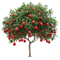 Lush Pomegranate Tree Abundantly Loaded with Ripe Red Fruits