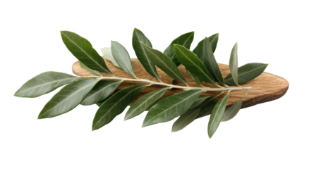 Realistic olive branch with green and grey tones, botanical art design, natural foliage element, Mediterranean concept isolated on transparent background