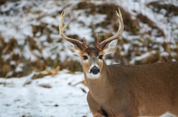 Michigan 8 Point Buck. 12-23-2024