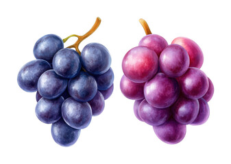 Fototapeta premium Freshly harvested purple and red grapes ready for culinary use. Isolated on transparent background, png.